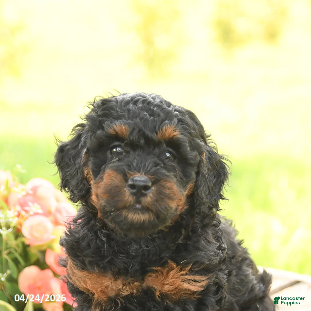 Miniature Poodle dogs for sale: Daisy - Ad 5