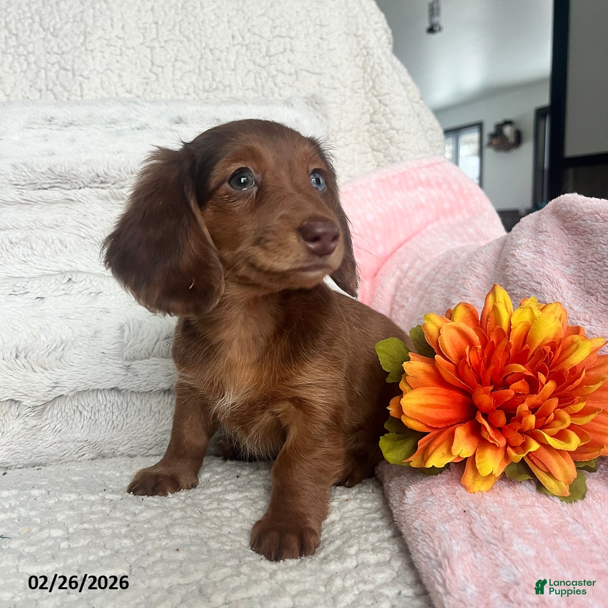 Miniature Dachshund dogs Nellie - Ad 2