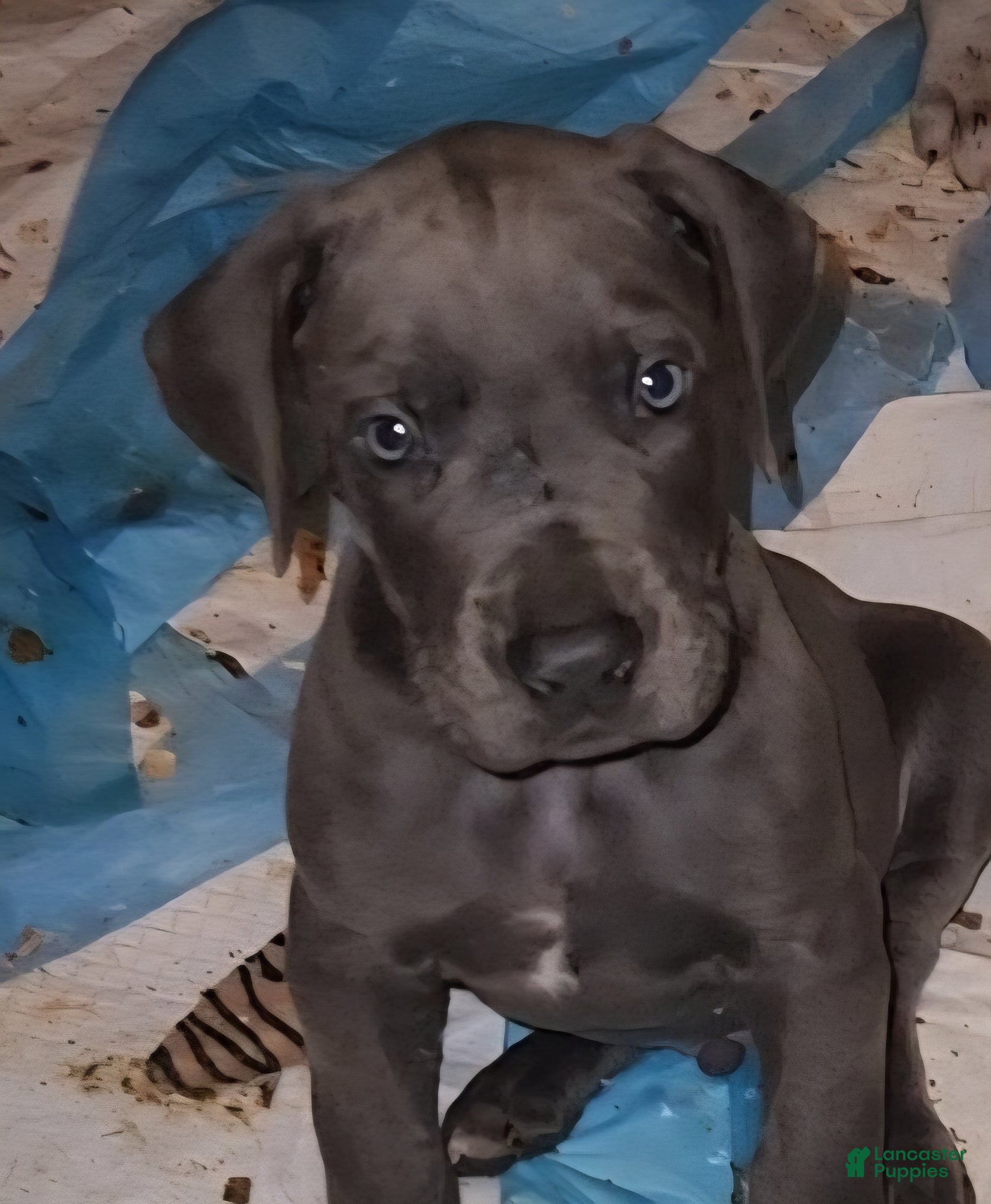 Great Dane dogs Great Dane Puppy 4 - Ad 1