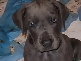 Great Dane dogs for sale: Great Dane Puppy 4 - Ad 4