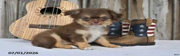 Chihuahua dogs for sale: Sprout - Ad 1