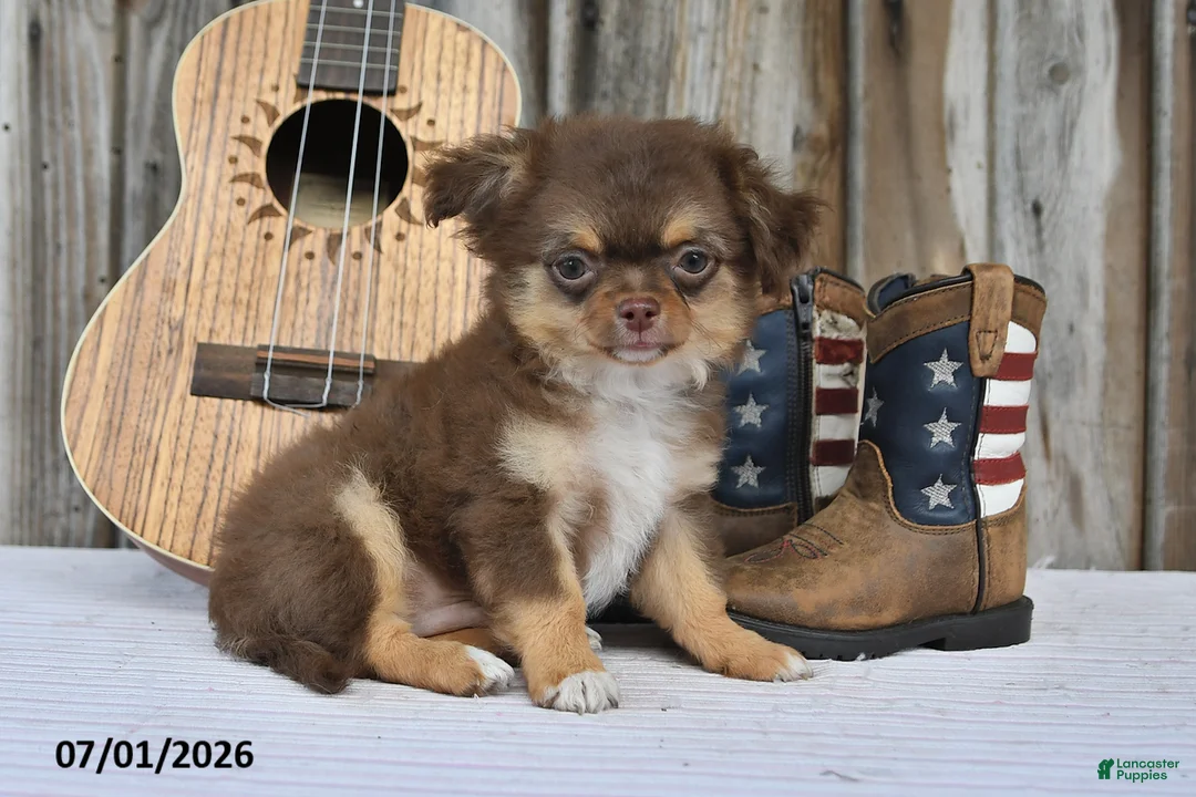 Chihuahua dogs for sale: Sprout - Ad 1