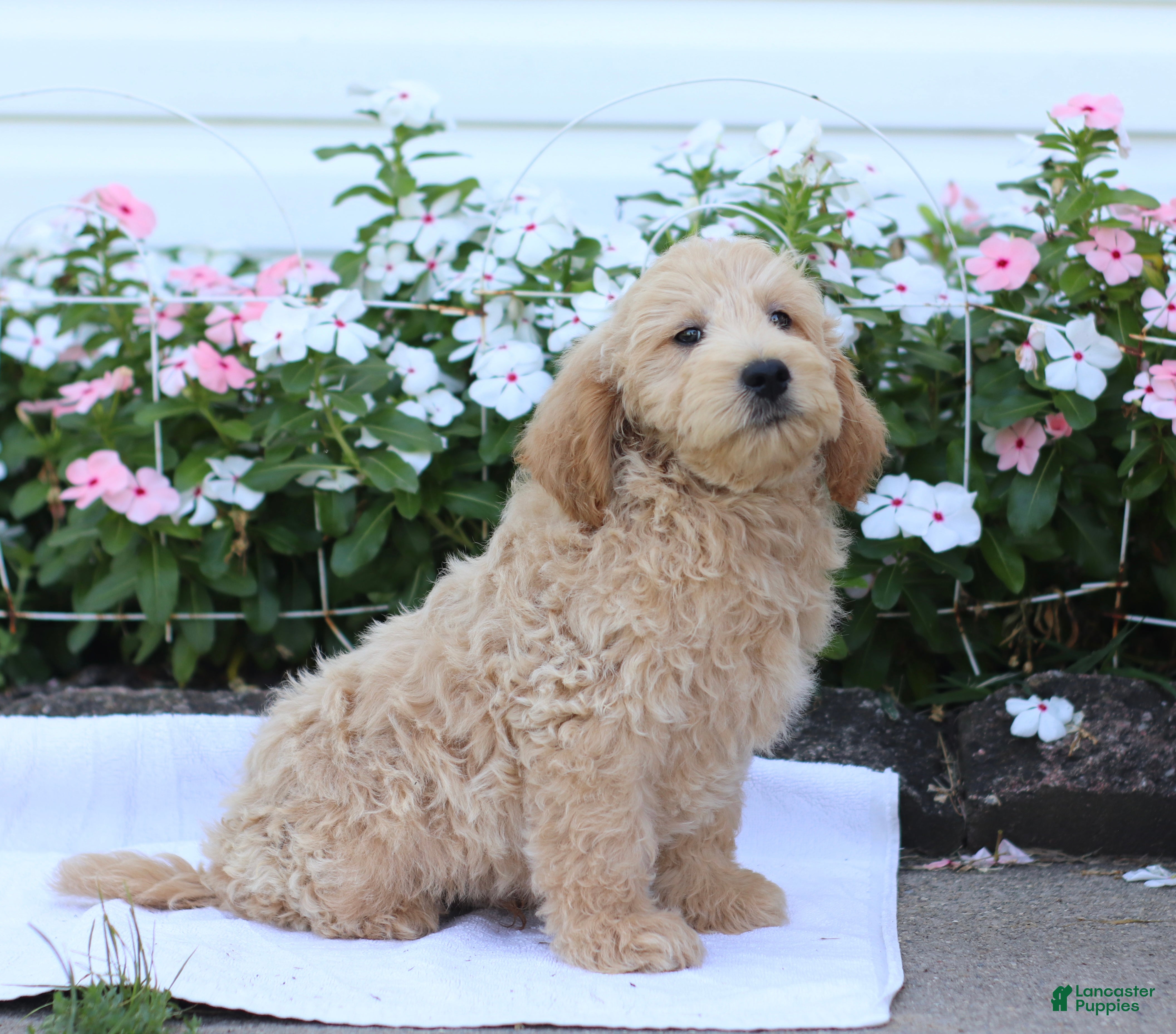 Mini Goldendoodle dogs Jaren - Ad 2