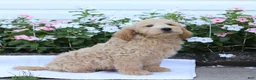 Mini Goldendoodle dogs for sale: Jaren - Ad 2