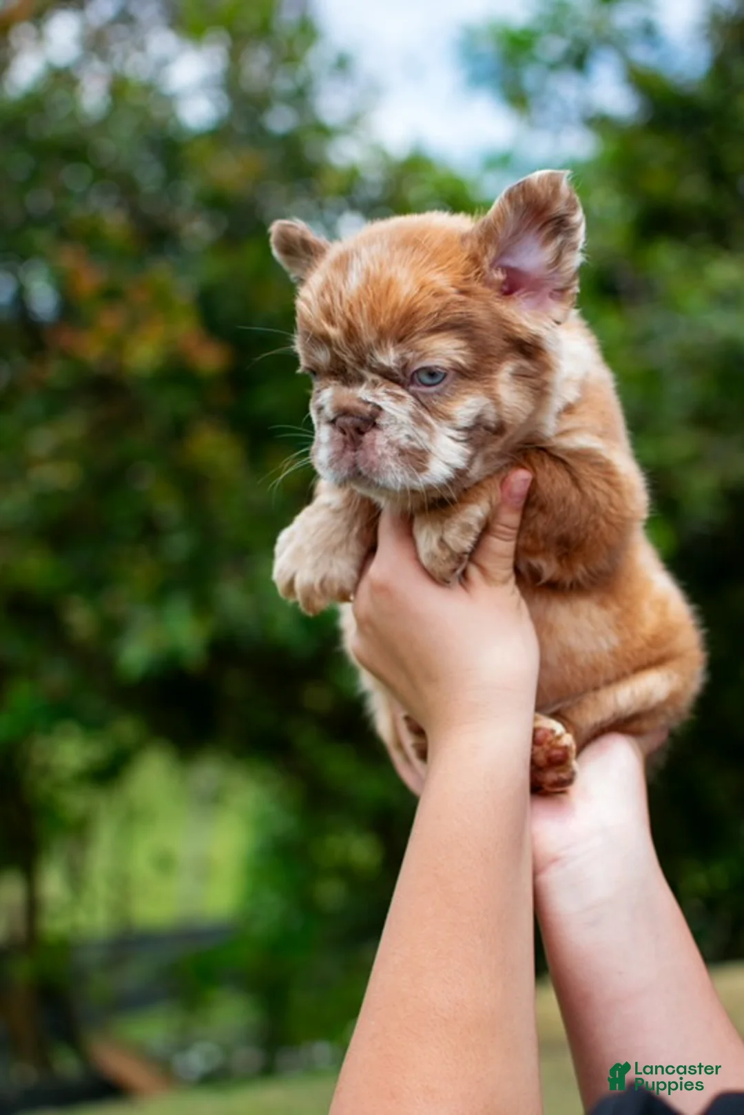 French Bulldog dogs for sale:  “CINDERELLA” LUXURY Rojo Merle Fluffy in LA- US Delivery & Financing!  - Ad 2