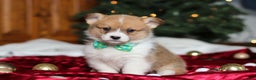 Welsh Corgi Pembroke dogs for sale: Santa - Ad 4