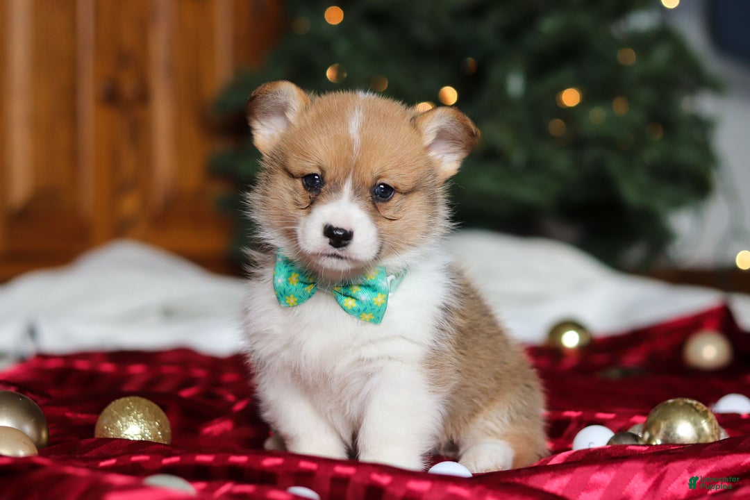 Welsh Corgi Pembroke dogs for sale: Santa - Ad 4