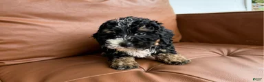 Biscotti