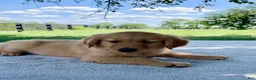 Golden Retriever dogs for sale: Dexter - Ad 3