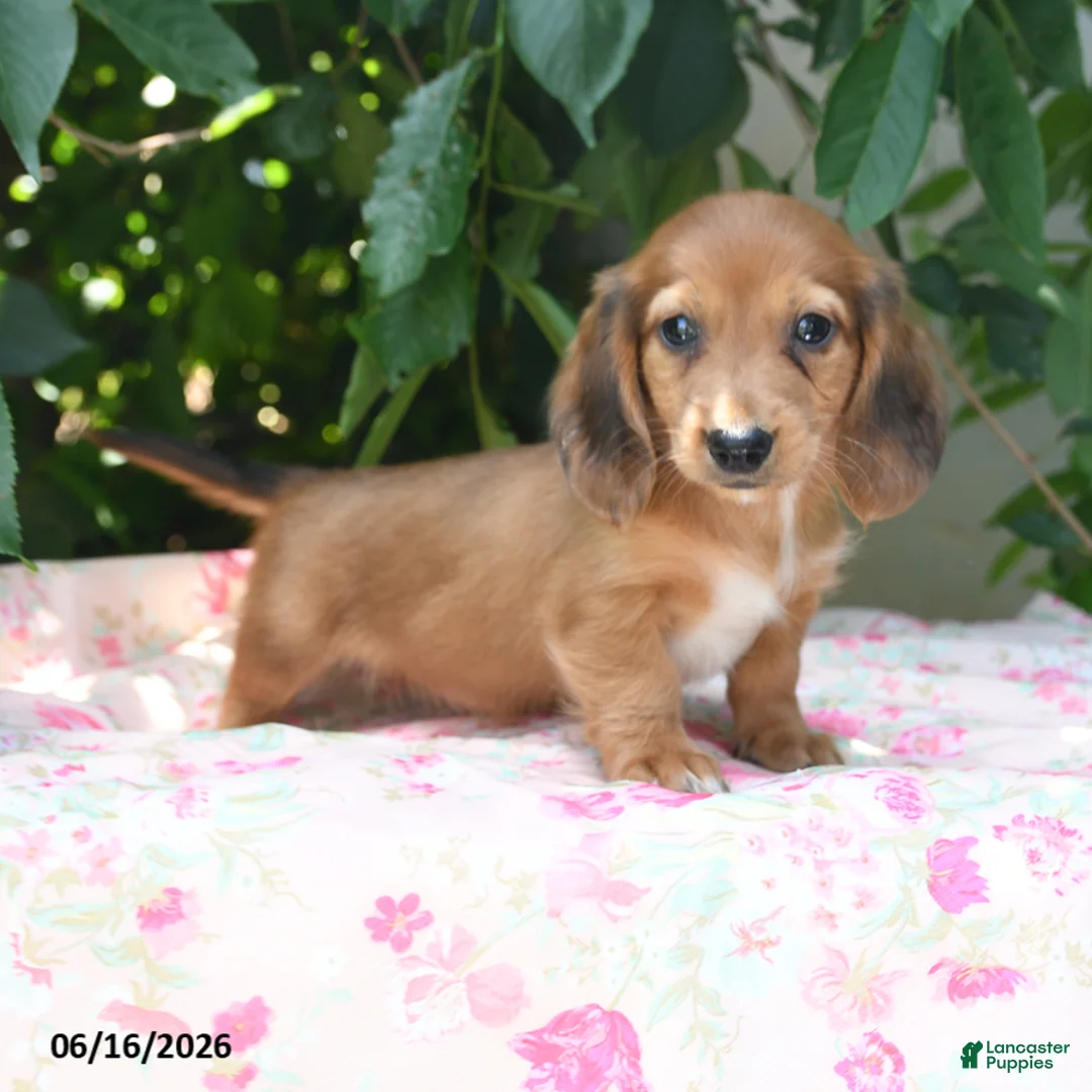 Miniature Dachshund dogs for sale: Worley - Ad 1
