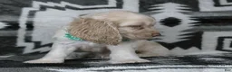 Cocker Spaniel dogs for sale: Jace - Ad 3