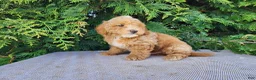Mini Bernedoodle dogs for sale: Spencer - Ad 15