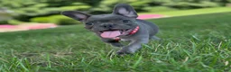 French Bulldog dogs for sale: Fifi - Ad 3