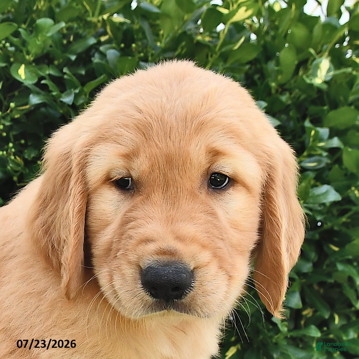 Golden Retriever dogs Asher - Ad 2