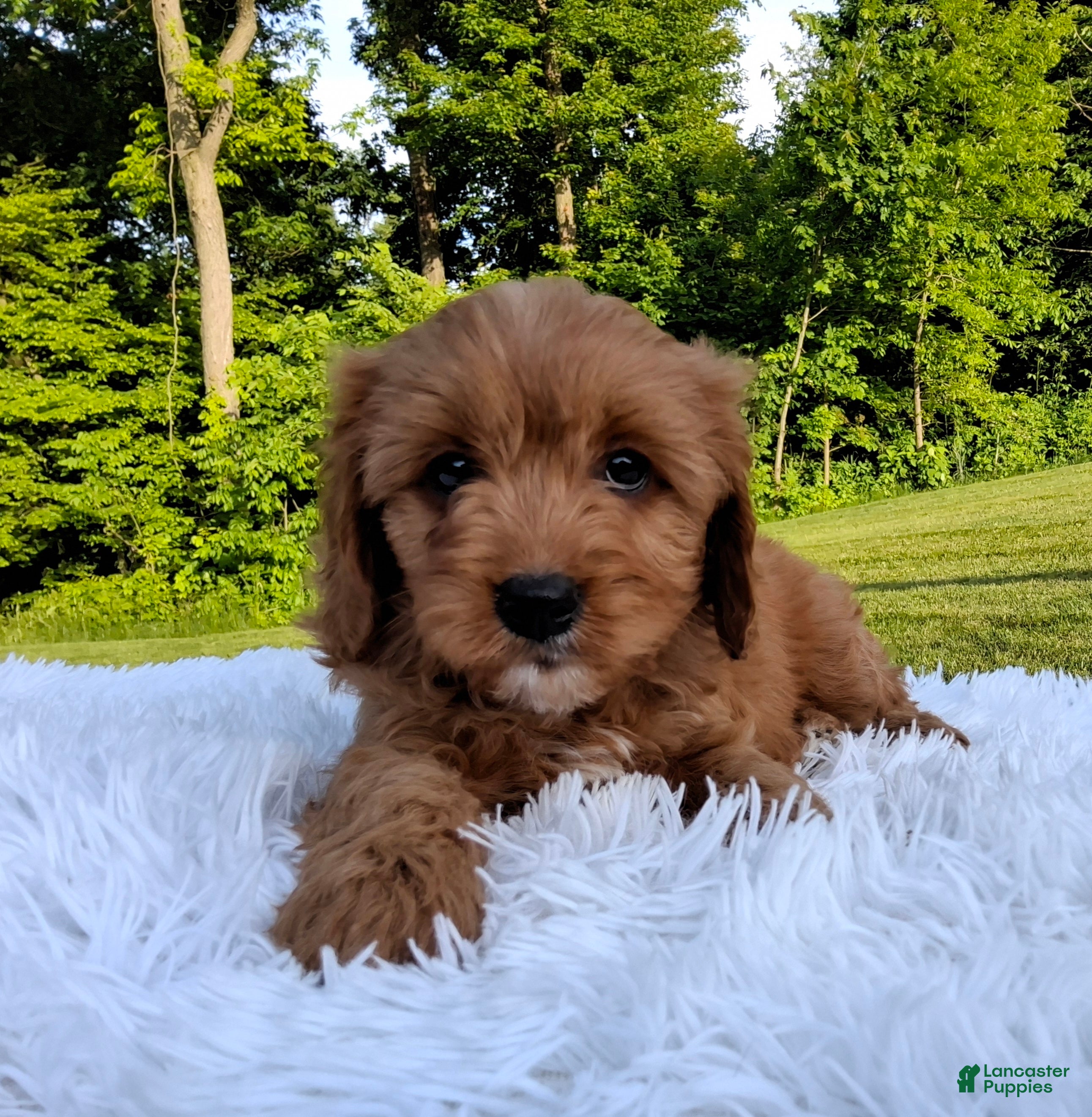 Cavapoo dogs Percy  - Ad 1