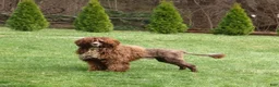 Mixed Breed dogs for sale: Milo - Ad 4