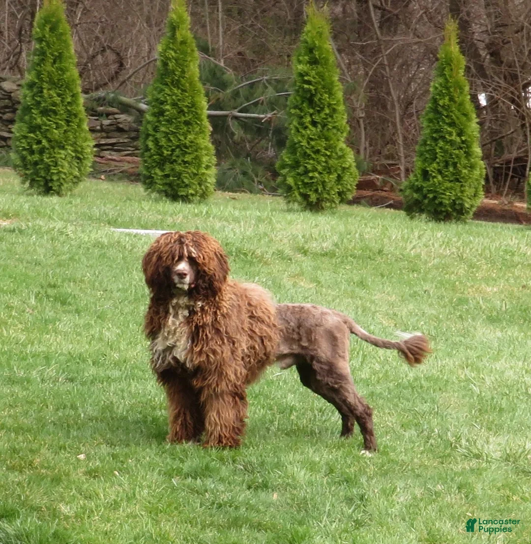 Mixed Breed dogs for sale: Milo - Ad 4