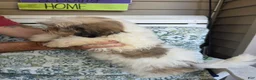 Shih Tzu dogs for sale: Maggie  - Ad 3
