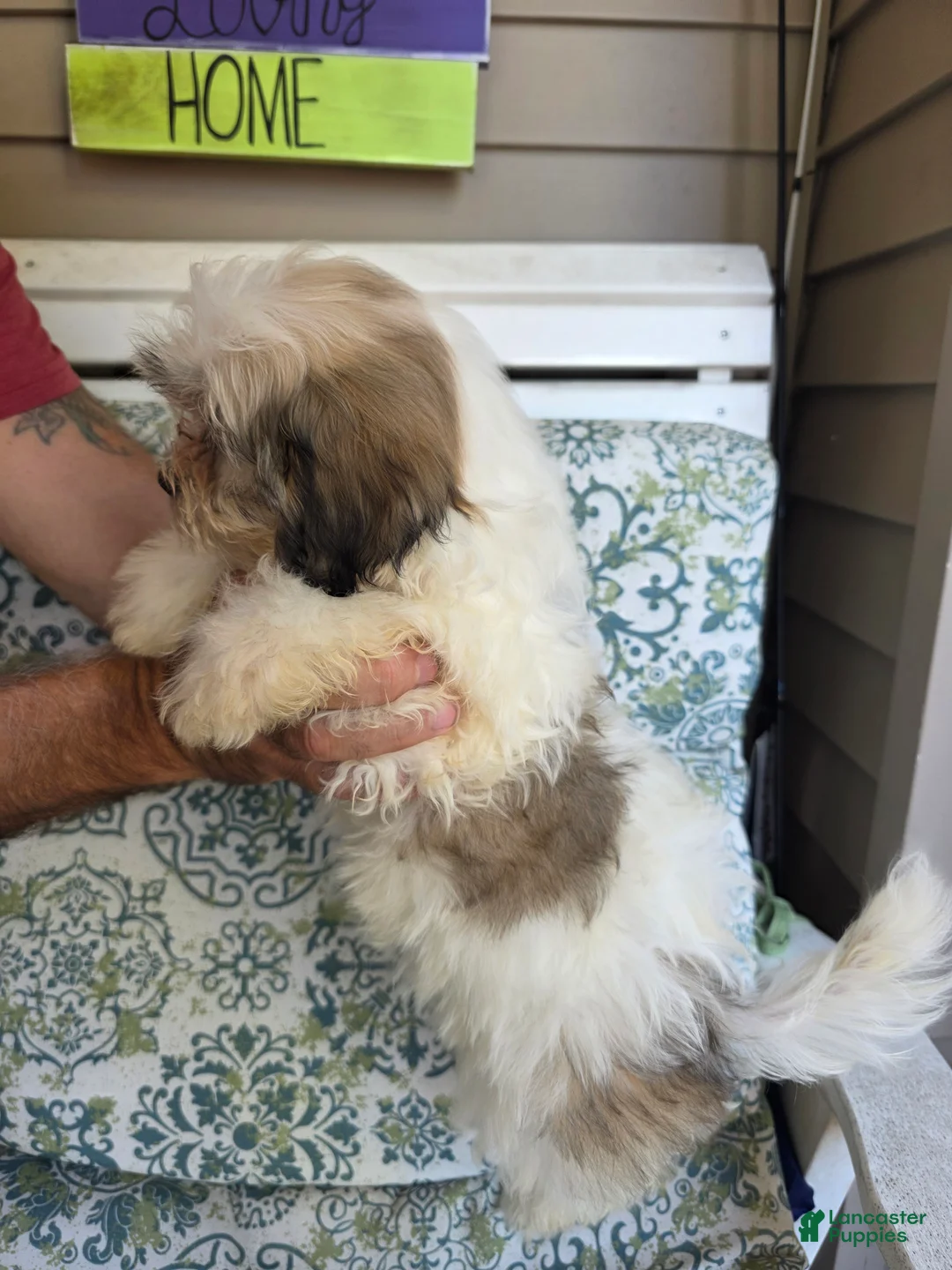 Shih Tzu dogs for sale: Maggie  - Ad 3