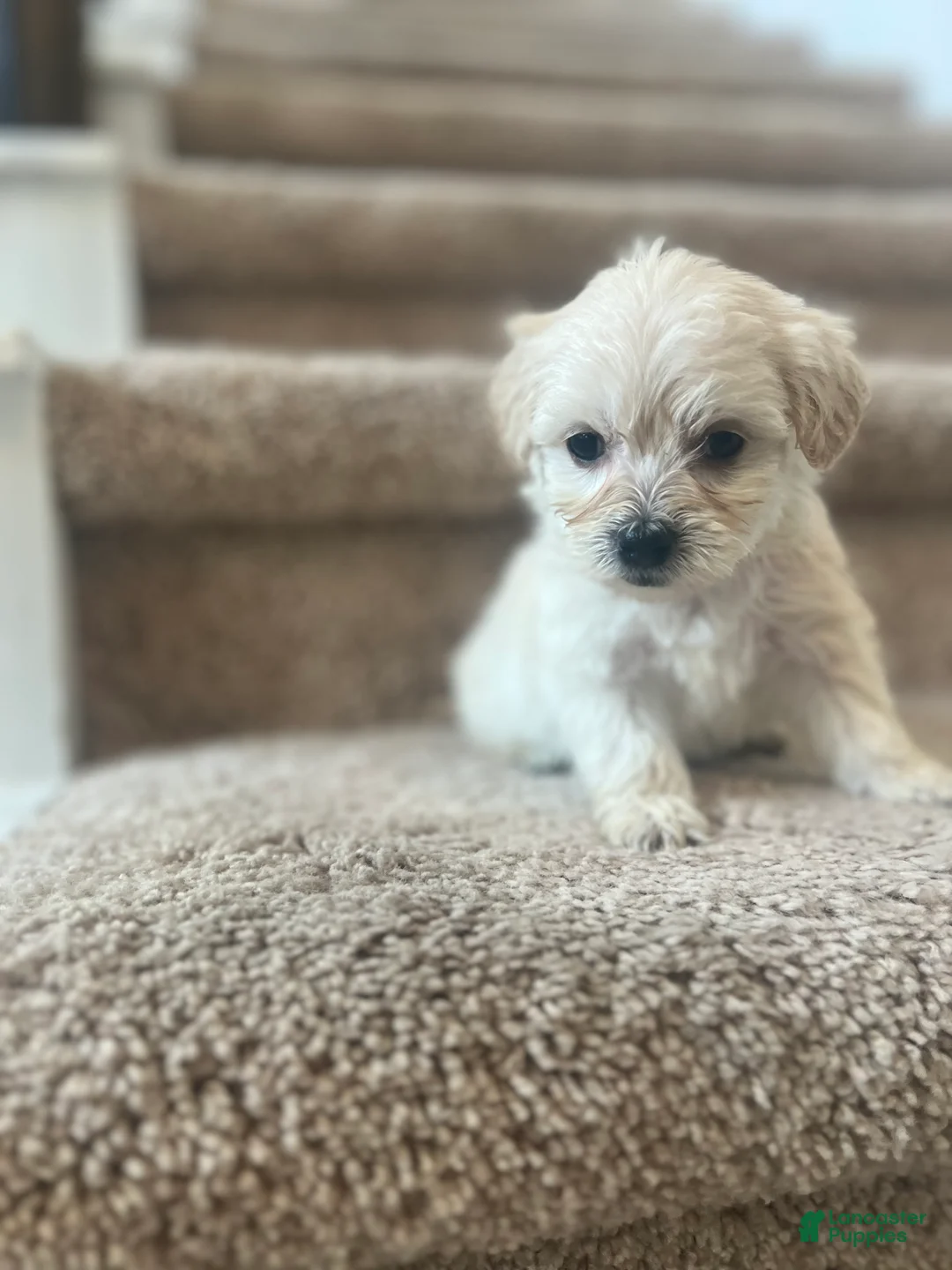 Maltipoo dogs for sale: Briana - Ad 5