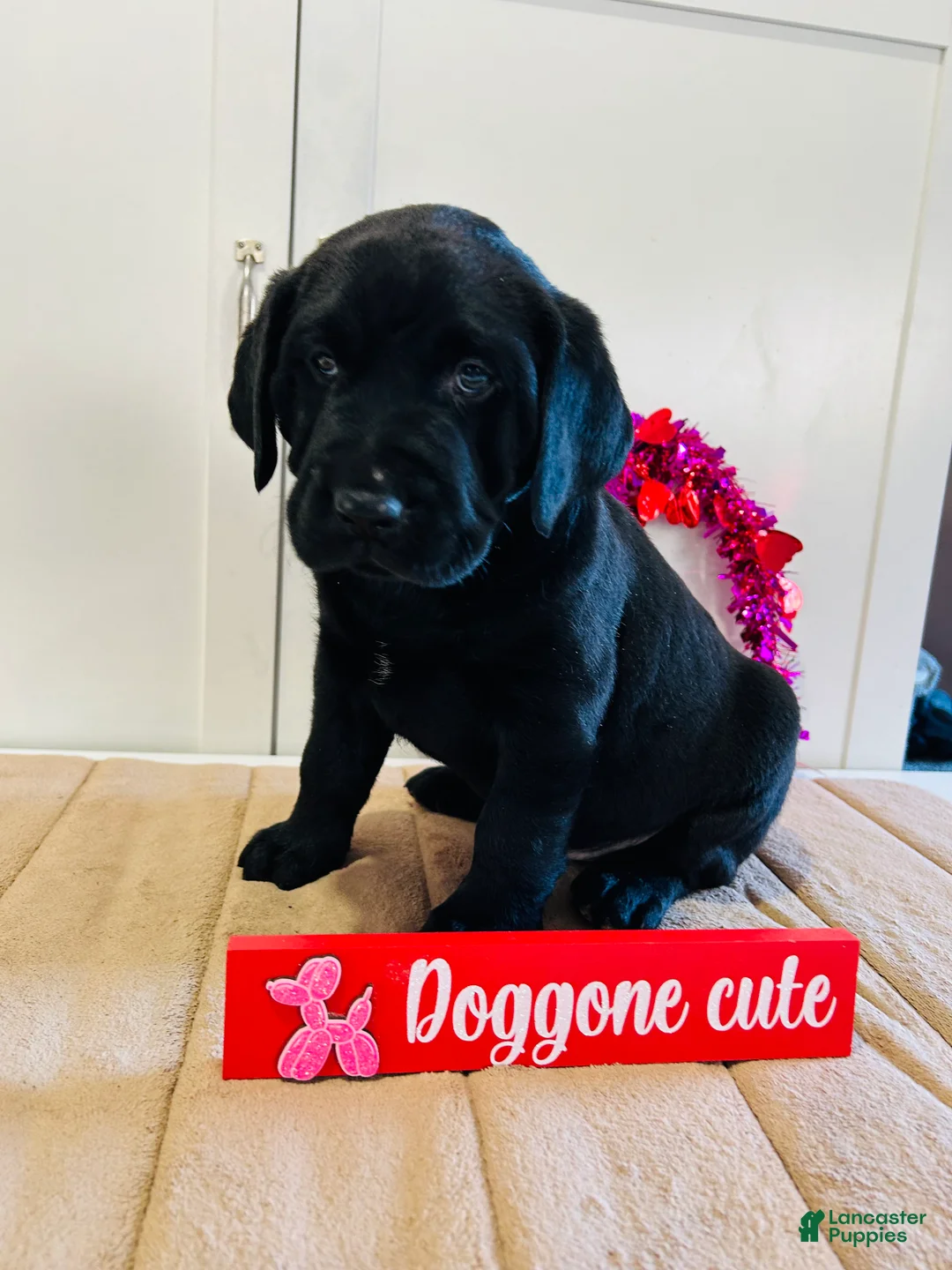Labrador Retriever dogs for sale: Bear - Ad 7