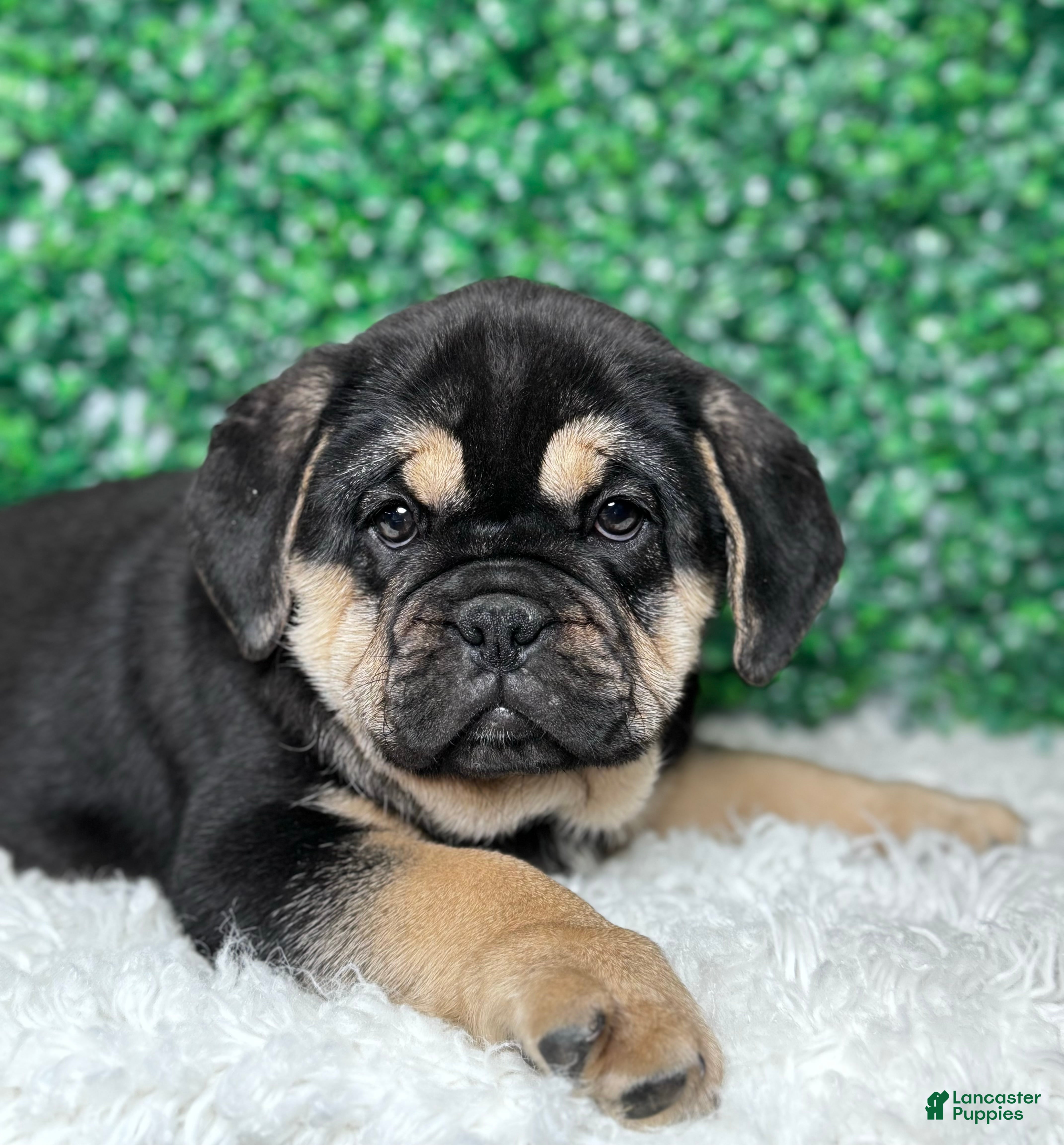 Mixed Breed dogs Hazel  - Ad 14