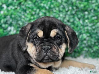 Mixed Breed dogs Hazel - Ad 6