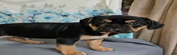 Mixed Breed dogs for sale: Modge - Ad 7