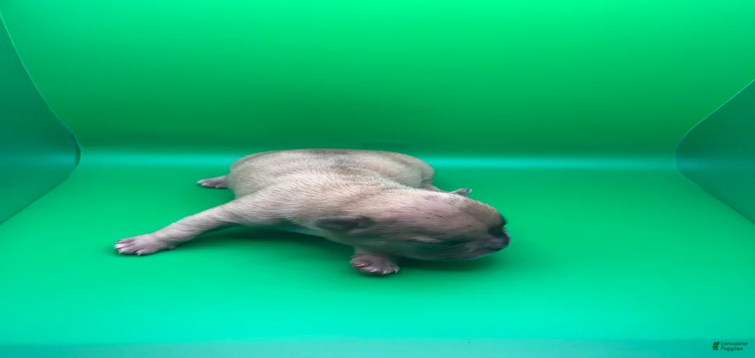 Gallery Image {{count}}