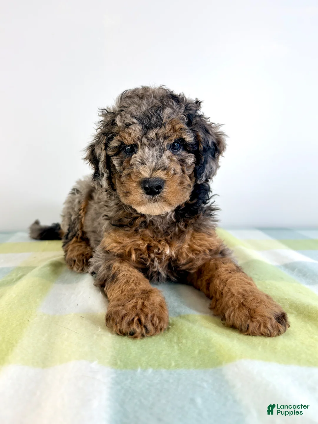 Bernedoodle dogs for sale: Buzz - Ad 2