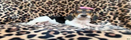 Beagle dogs for sale: Winnie - Ad 4