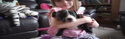 American Bully dogs for sale: Helen Maroulis - Ad 4