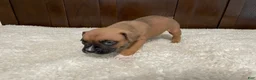 Boxer dogs for sale: Jax - Ad 6