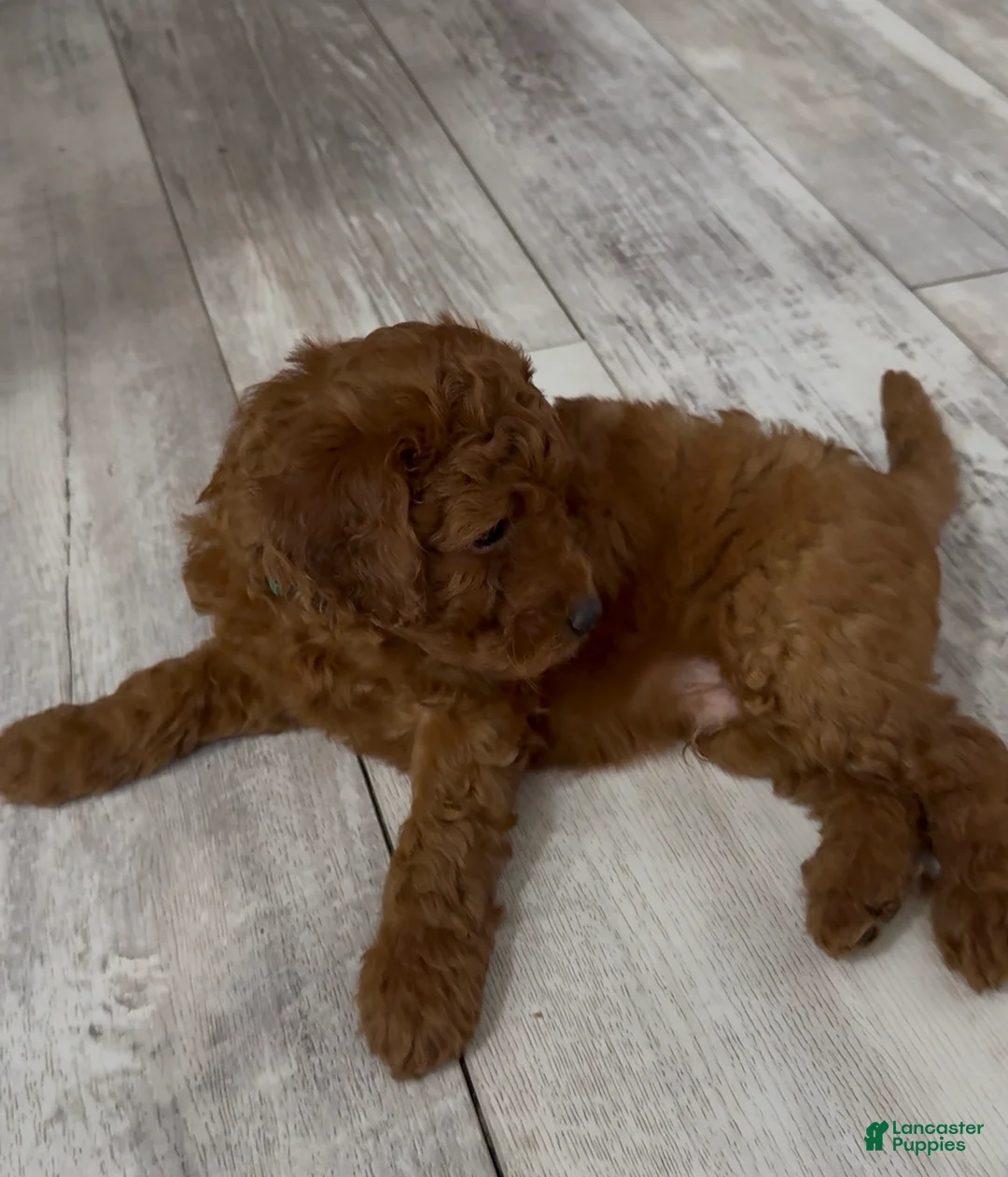 Goldendoodle dogs for sale: Goldendoodle 5 Hunter - Ad 2