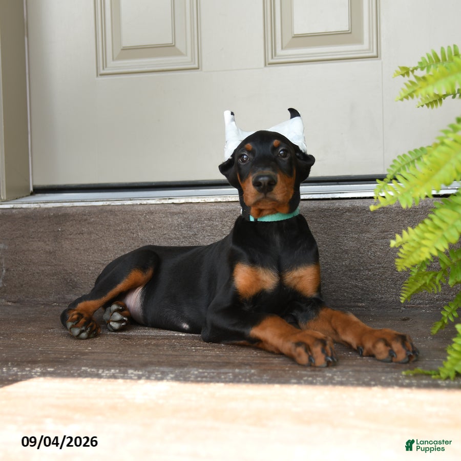 Doberman Pinscher dogs Duke - Ad 2