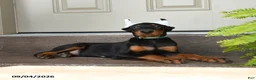 Doberman Pinscher dogs for sale: Duke - Ad 2