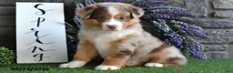 Australian Shepherd dogs for sale: Lilac - Ad 5
