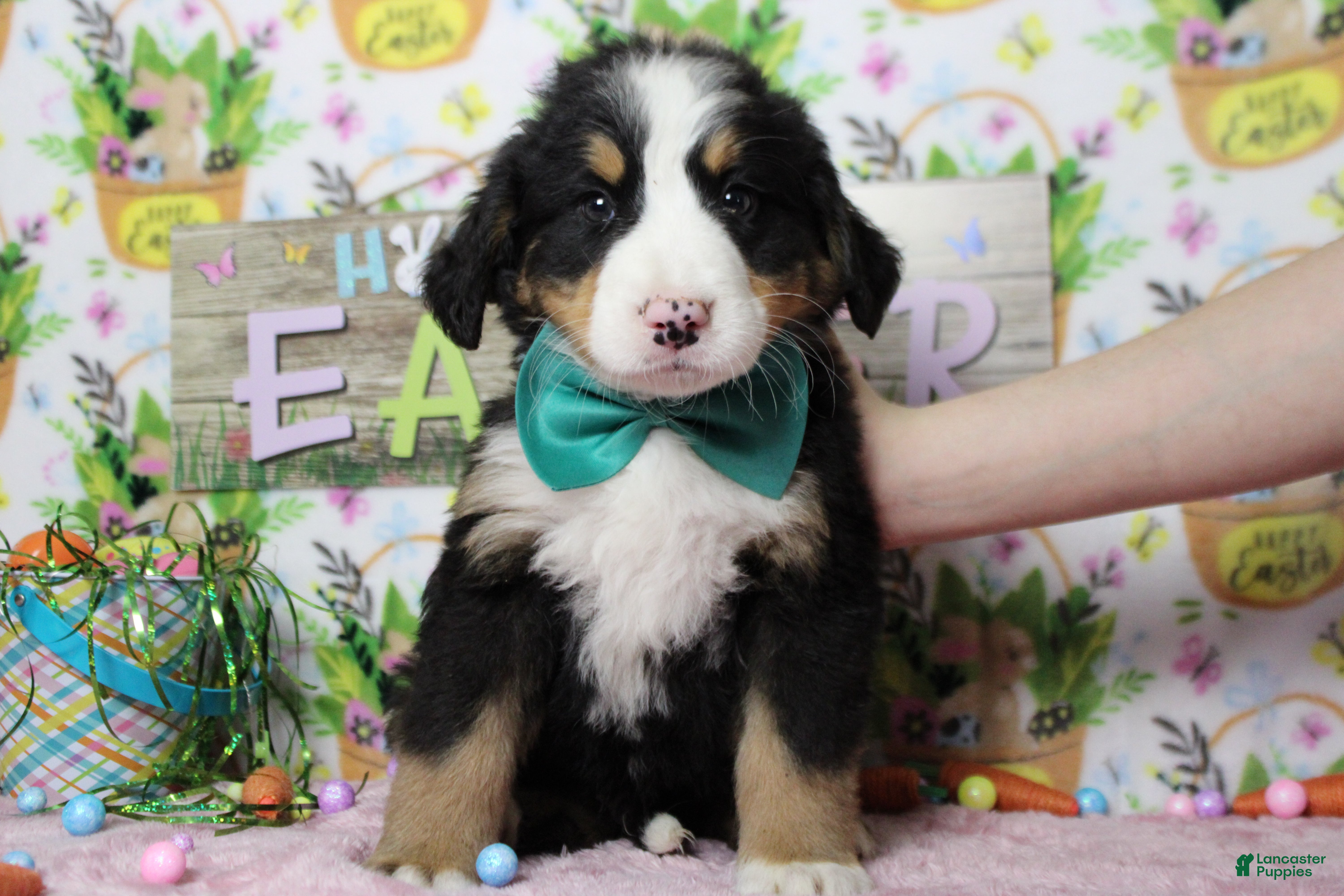 Bernese Mountain Dog dogs Moose  - Ad 36