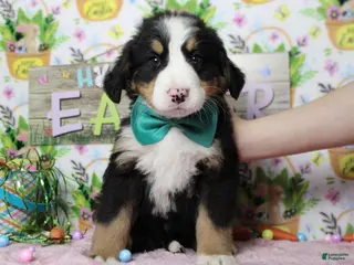 Bernese Mountain Dog dogs Moose - Ad 36