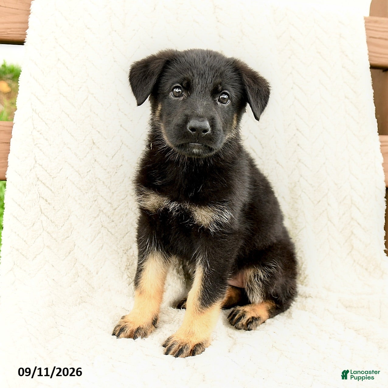 German Shepherd dogs Britta  - Ad 1