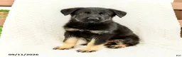 German Shepherd dogs for sale: Britta  - Ad 3