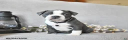 Boston Terrier dogs for sale: Kingston - Ad 1