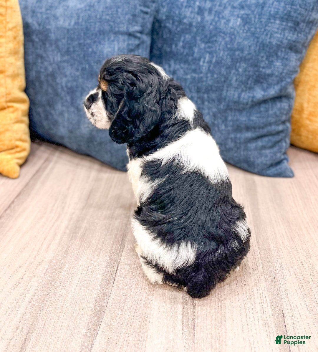 Cocker Spaniel dogs for sale: Jarvis - Ad 5