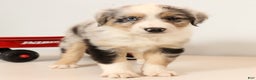 Miniature Australian Shepherd dogs for sale: Rover - Ad 1