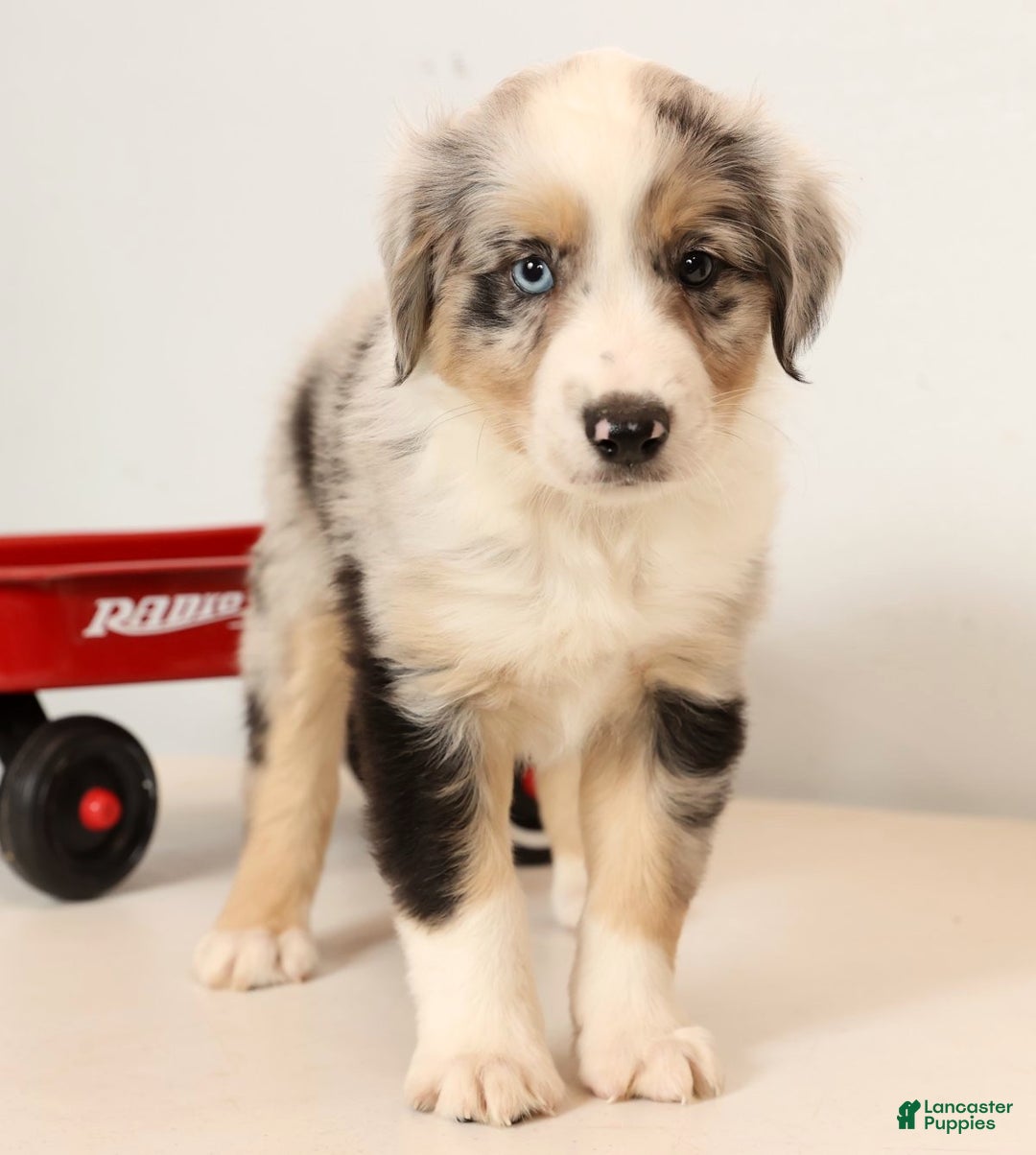 Miniature Australian Shepherd dogs for sale: Rover - Ad 1