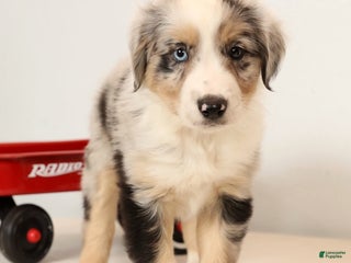 Miniature Australian Shepherd dogs Rover - Ad 9