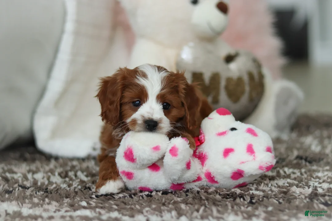 Cavapoo dogs for sale: Angela - Ad 3