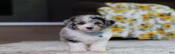 Miniature Poodle dogs for sale: Bandit (AKC) - Ad 9