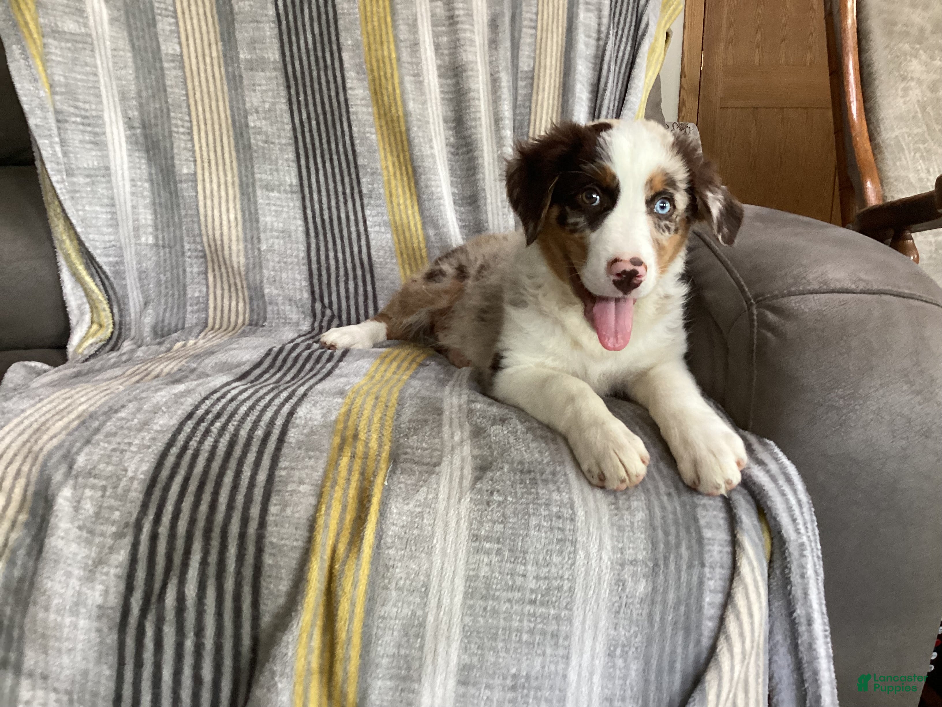Australian Shepherd dogs Pete  - Ad 2
