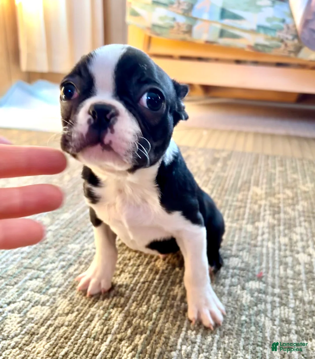 Boston Terrier dogs for sale: Boston Terrier Puppy 1 - Ad 3